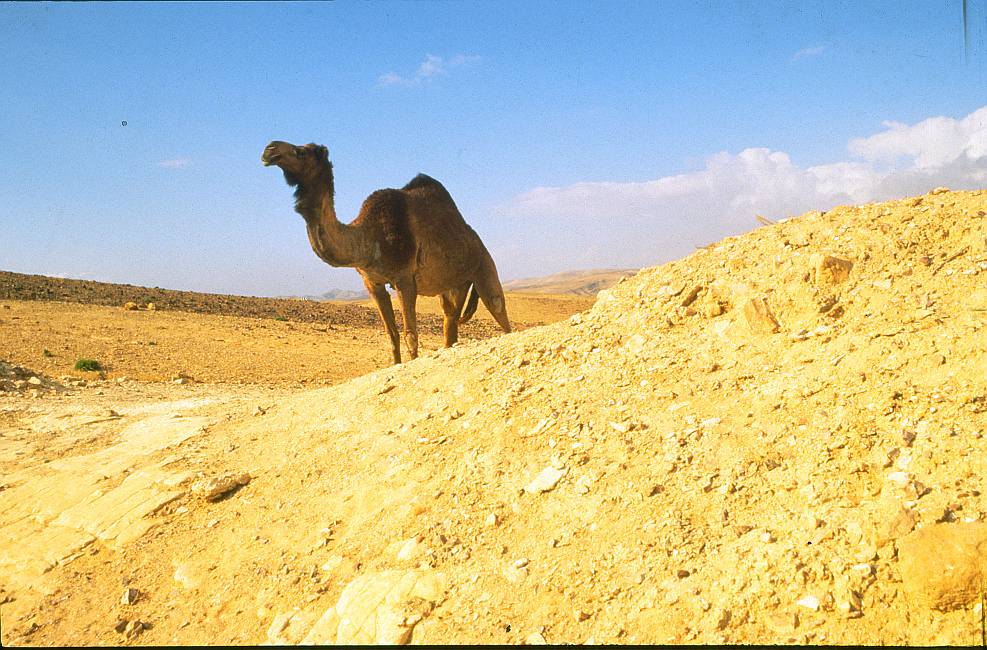 Camel - Kamel