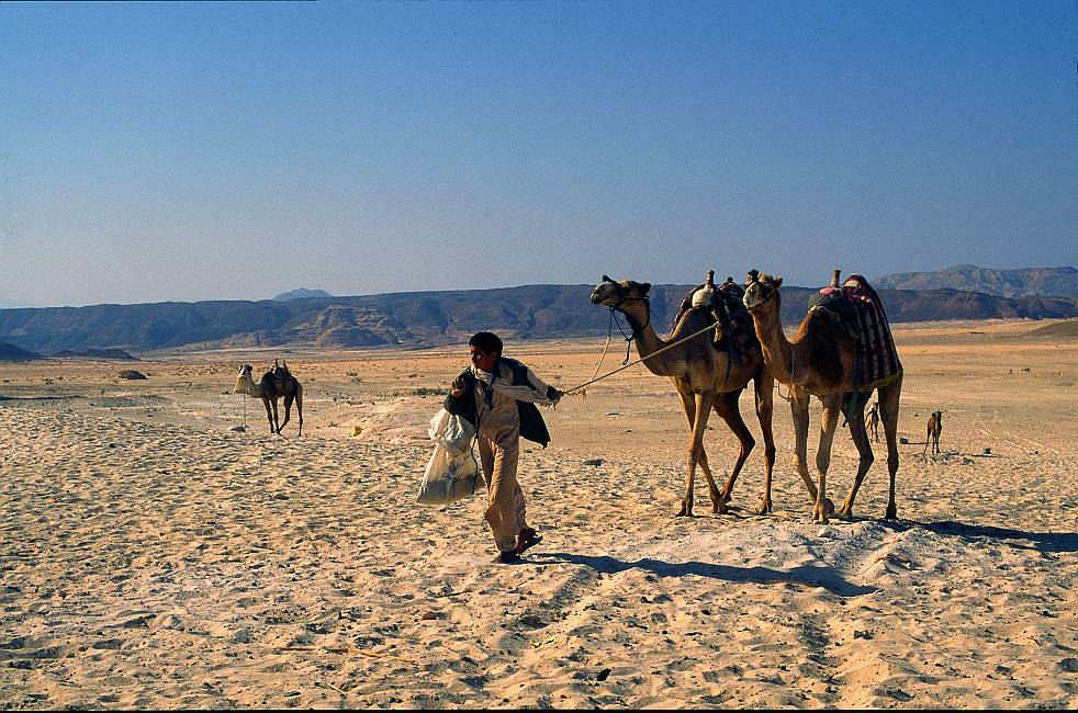 Camel - Kamel