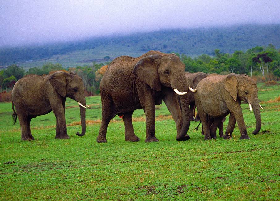 Elephant - Elefant