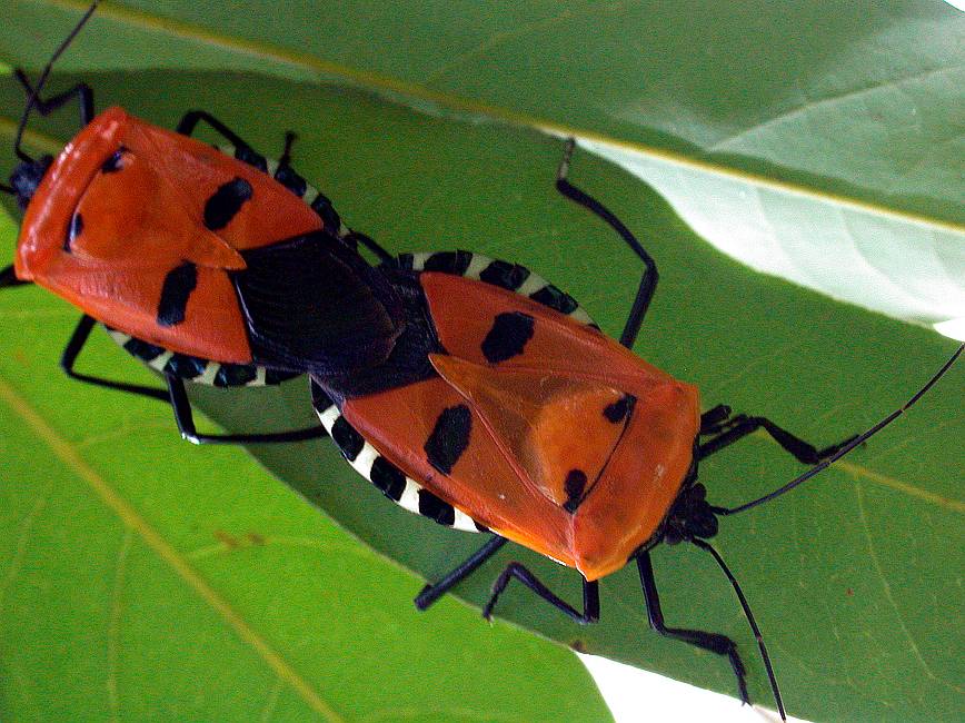 Beetle - Käfer