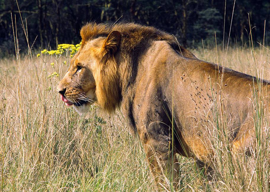 Lion - Löwe