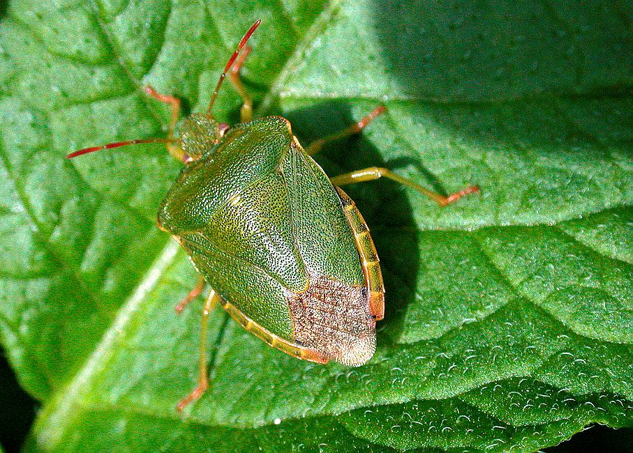 Beetle - Käfer