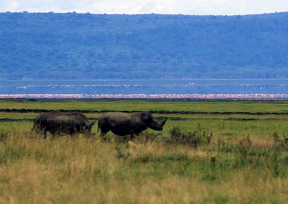 Rhinoceros - Nashorn