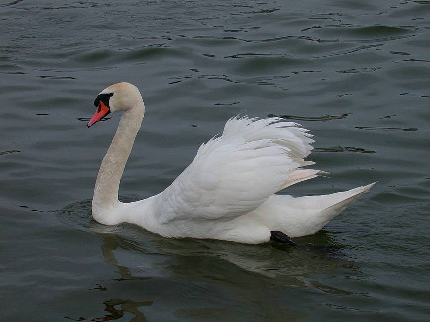Swan - Schwan