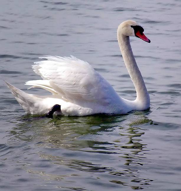 Swan - Schwan