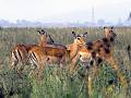 Animals - Tiere Kenya, Africa