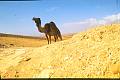 Animals - Tiere , Sinai Egypt