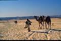 Animals - Tiere , Sinai Egypt