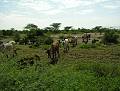 Animals - Tiere, Kenya Africa