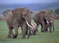 Animals - Tiere , Kenya Africa