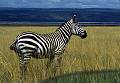 Animals - Tiere , Kenya Africa