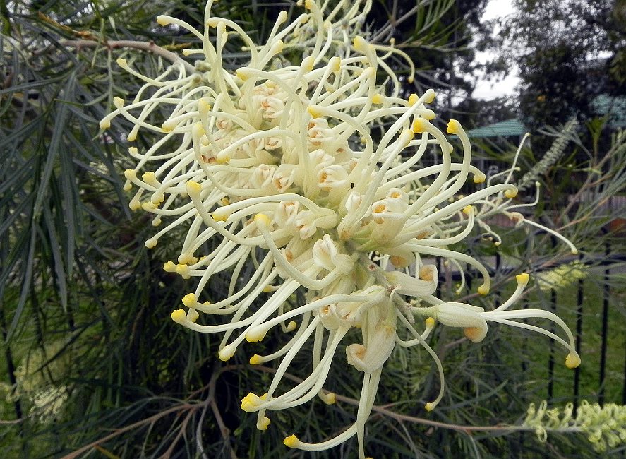 Flowers of Australia
