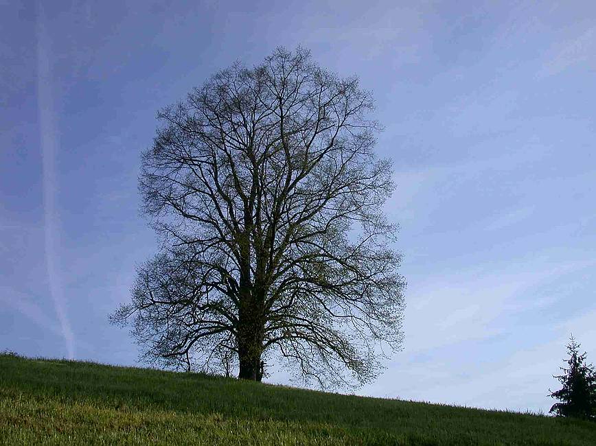 Trees - Baeume