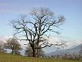 qld-tree  Alter Baum