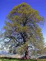oak-tree  Eiche