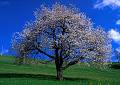 cherry-tree Kirschbaum