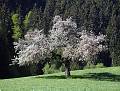 apple-tree   Apfelbaum