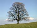 oak-tree   Eiche