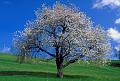 cherry-tree   Kirschbaum