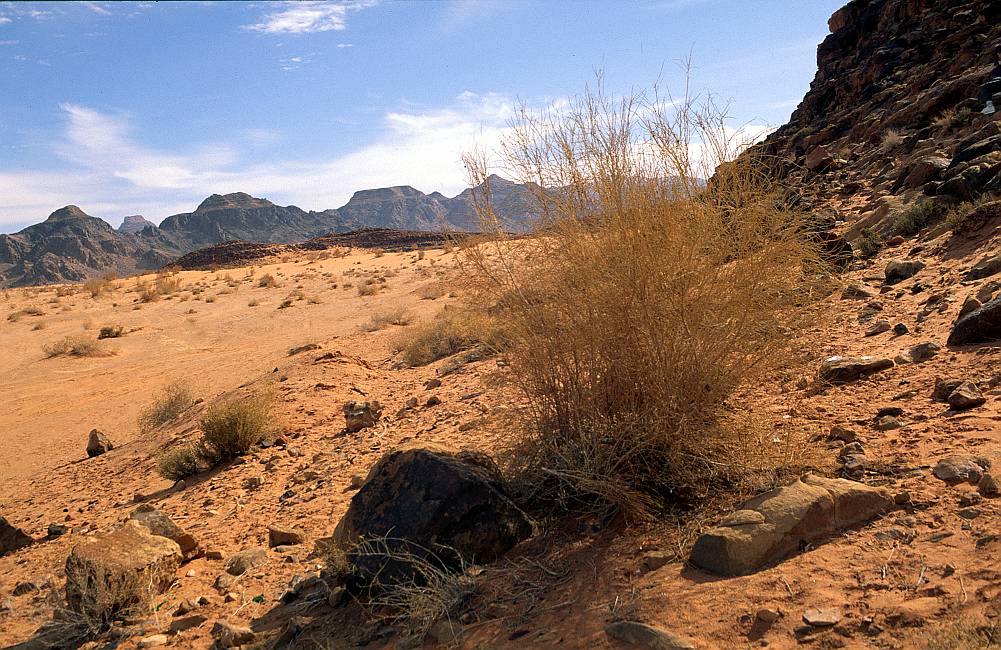 Desert  Wüste