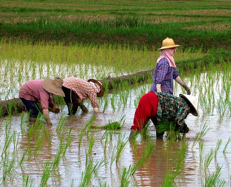 Ricefields, Riceplanting