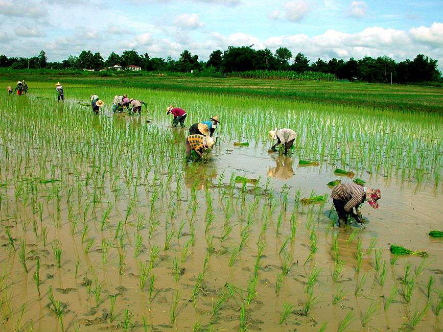 Ricefields-Riceplanting