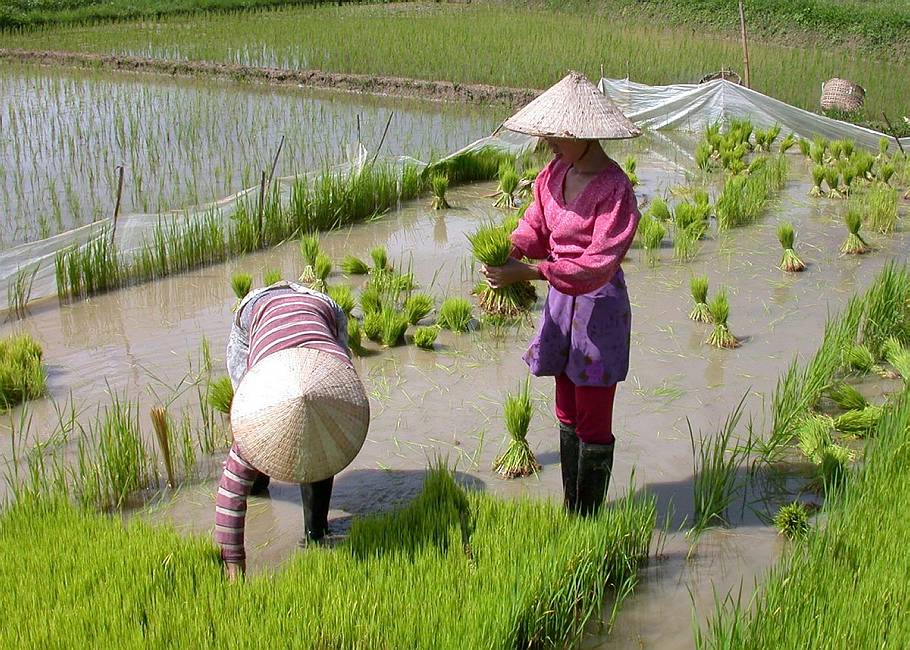 Ricefields Riceplanting