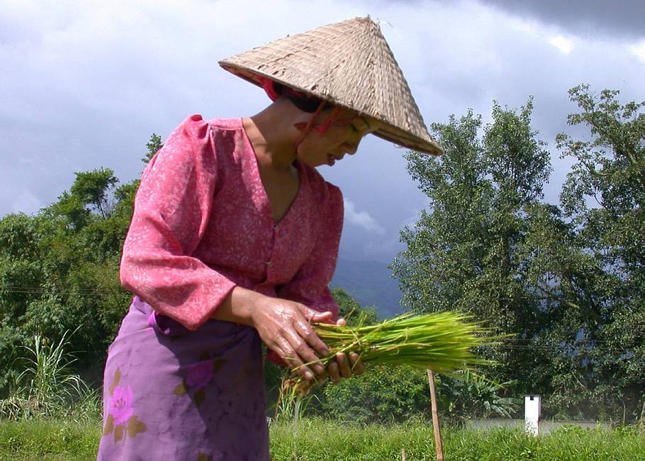 Riceplanting